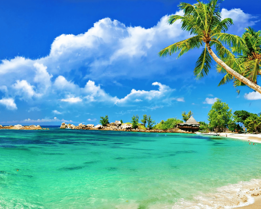 Palm tree over turquoise water on a Goa beach