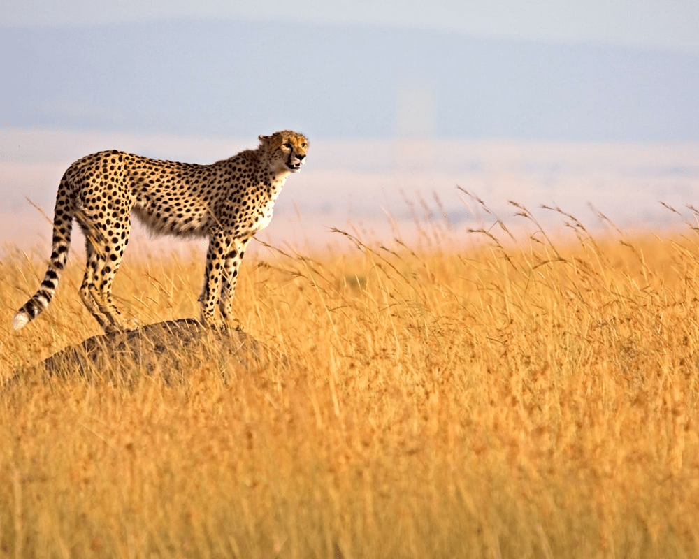 Cheetah on the savannah, Masai Mara, Kenya safari tour package