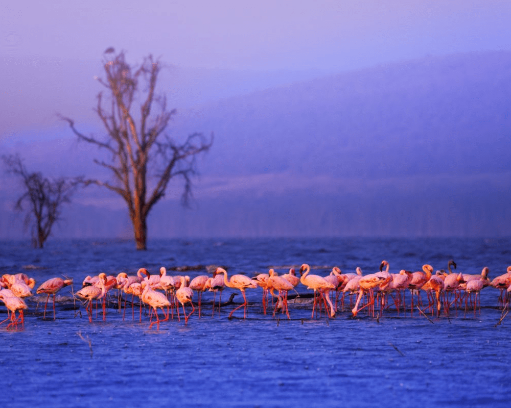 Flamingos at Lake Nakuru, Kenya