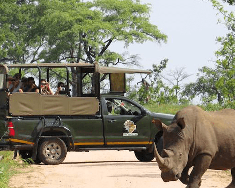 Rhino beside a safari jeep, Kruger National Park, South Africa